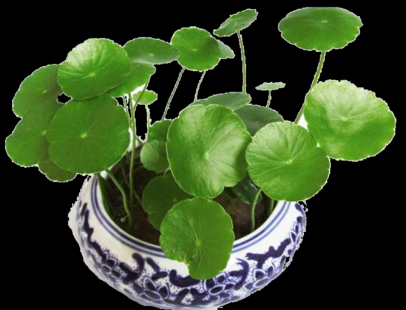 铜钱草盆栽免抠素材元素2