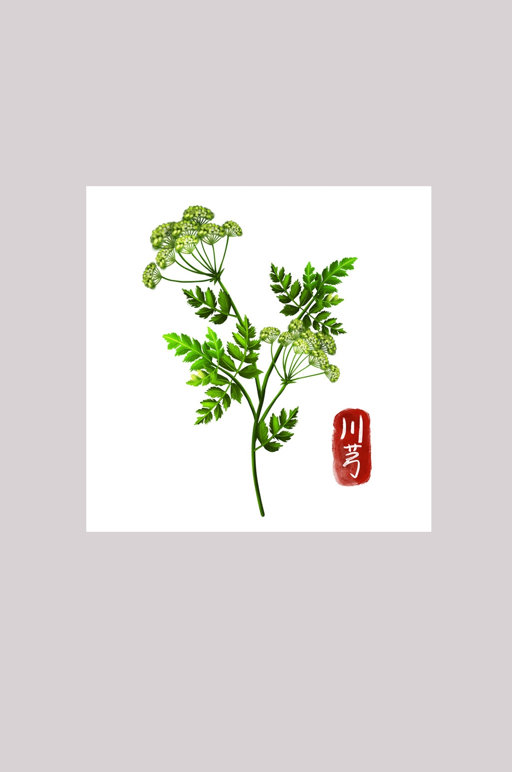 手绘百草植物免抠元素素材40