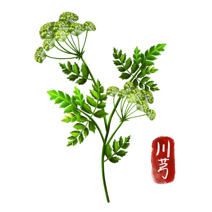 手绘百草植物免抠元素素材40