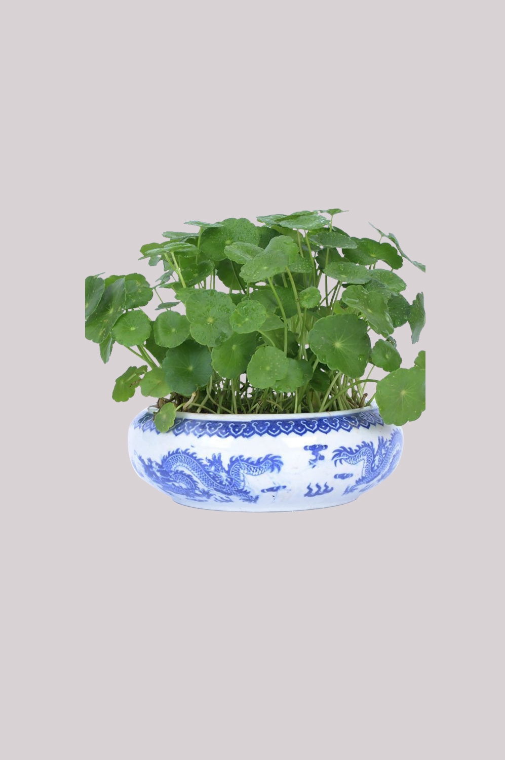 铜钱草盆栽免抠素材元素37