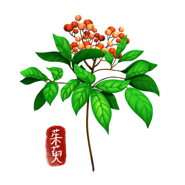手绘百草植物免抠元素素材50