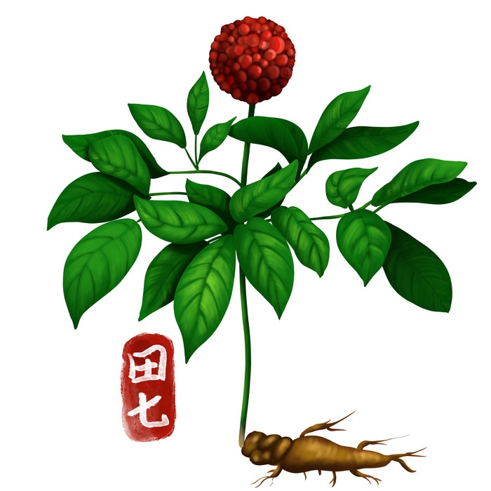 手绘百草植物免抠元素素材7