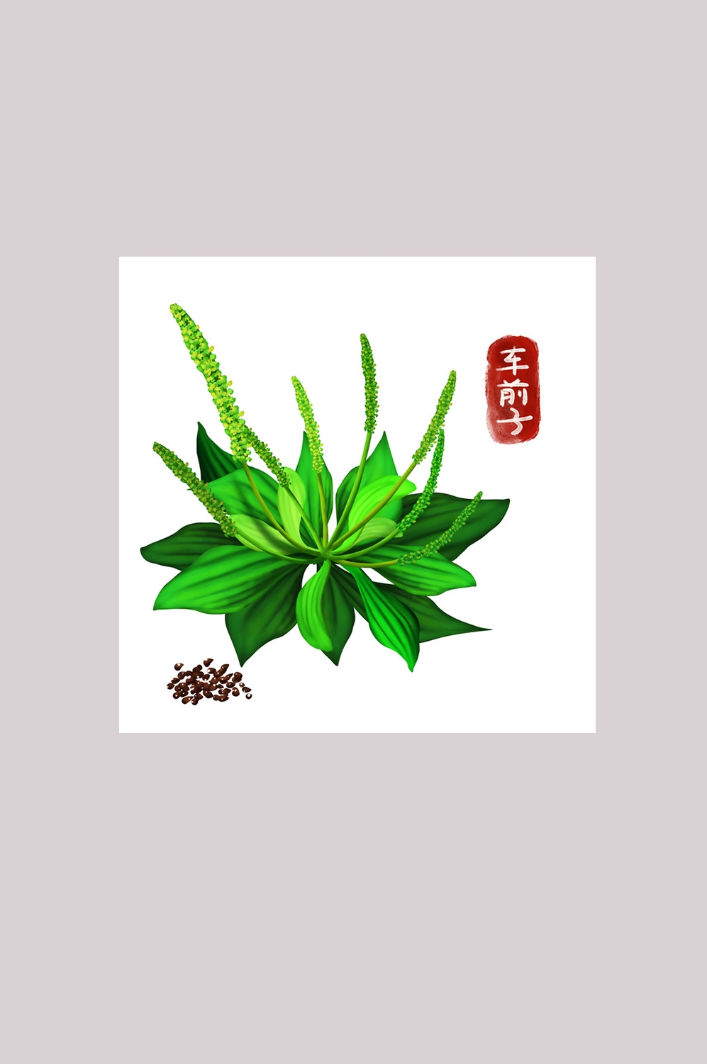 手绘百草植物免抠元素素材71