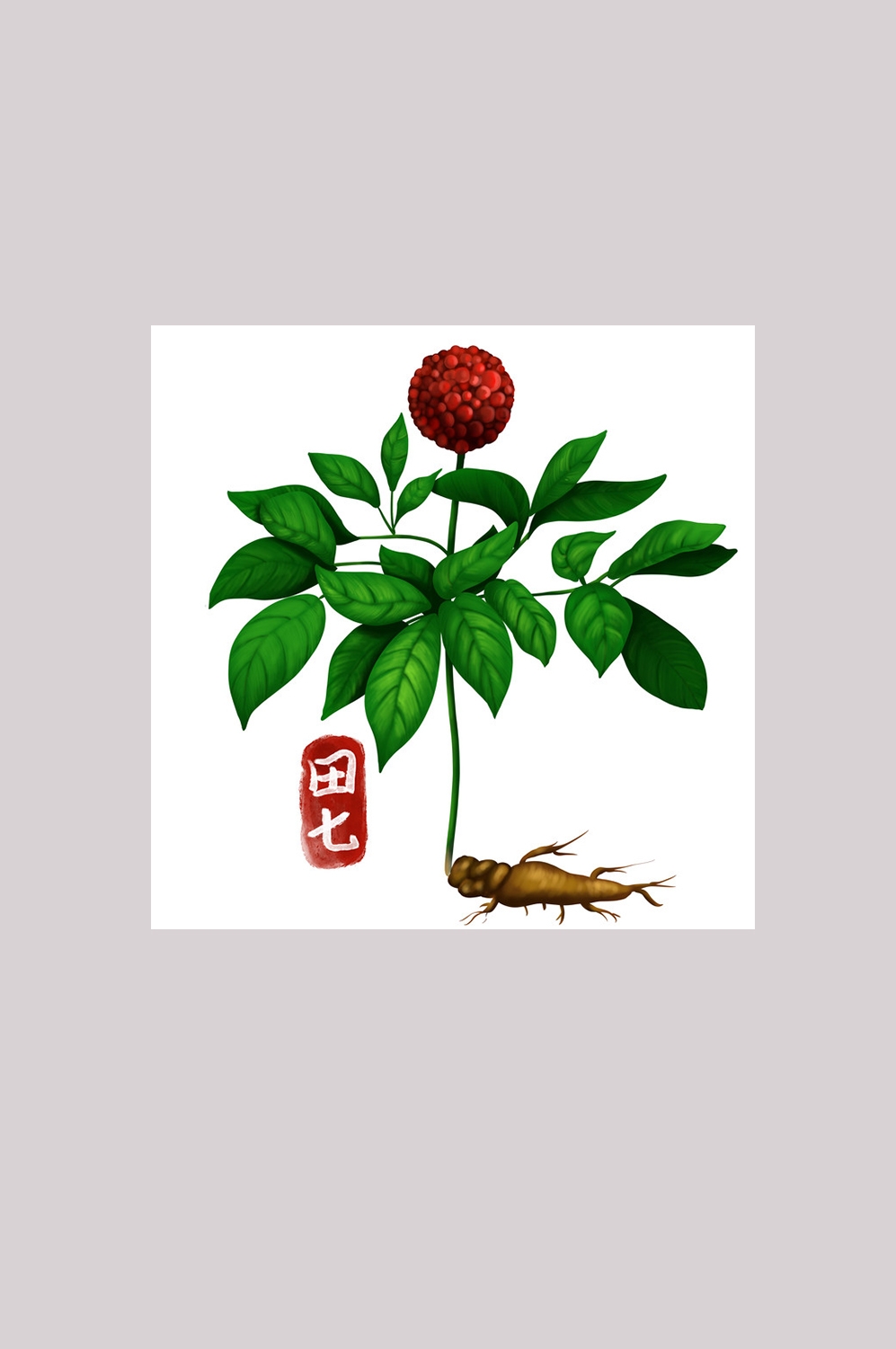 手绘百草植物免抠元素素材7