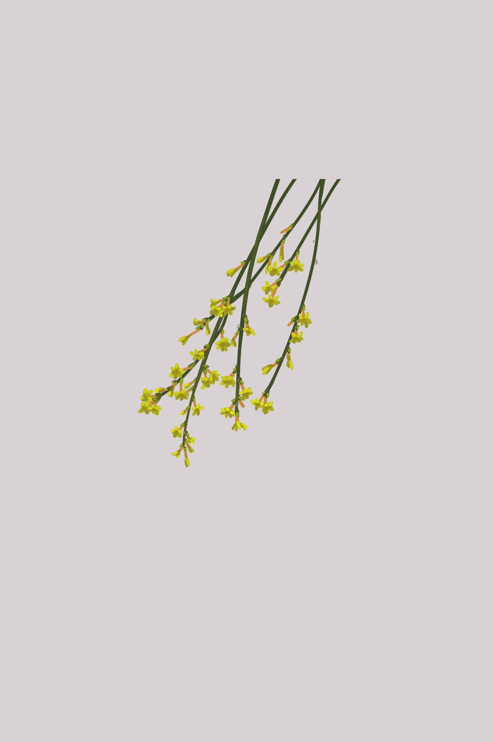 迎春花免抠元素39