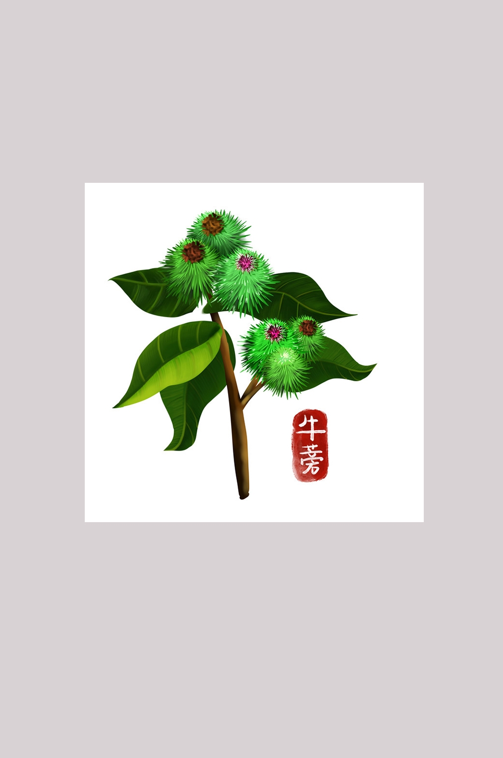 手绘百草植物免抠元素素材27