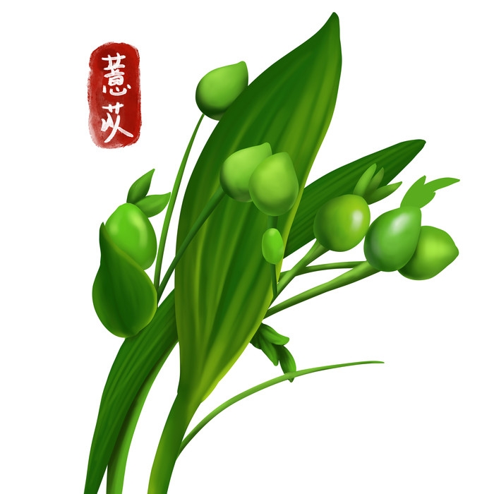 手绘百草植物免抠元素素材31