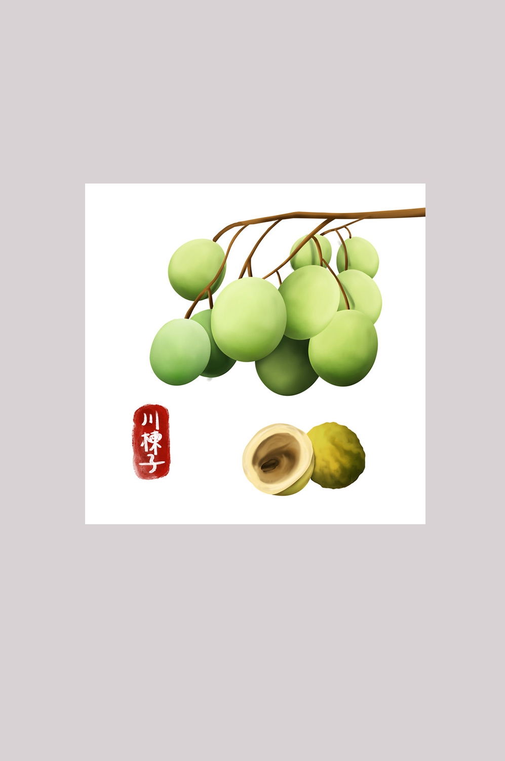 手绘百草植物免抠元素素材56