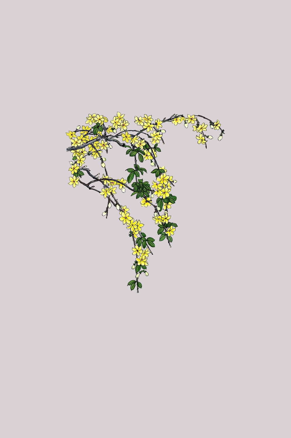 迎春花免抠元素9