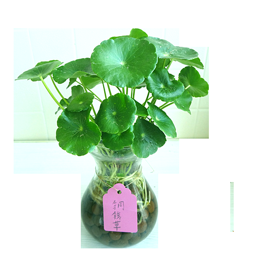 铜钱草盆栽免抠素材元素15