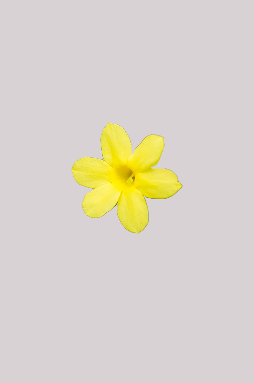 迎春花免抠元素47