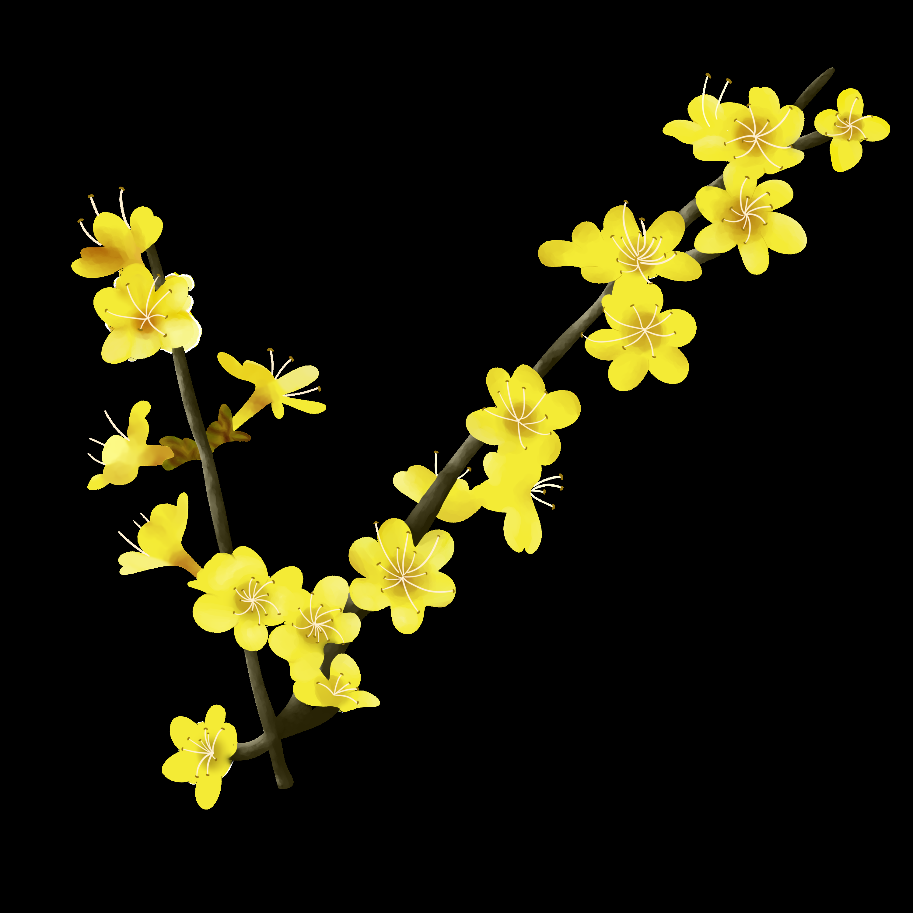 迎春花免抠元素18