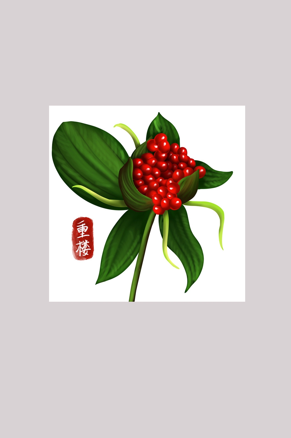 手绘百草植物免抠元素素材34