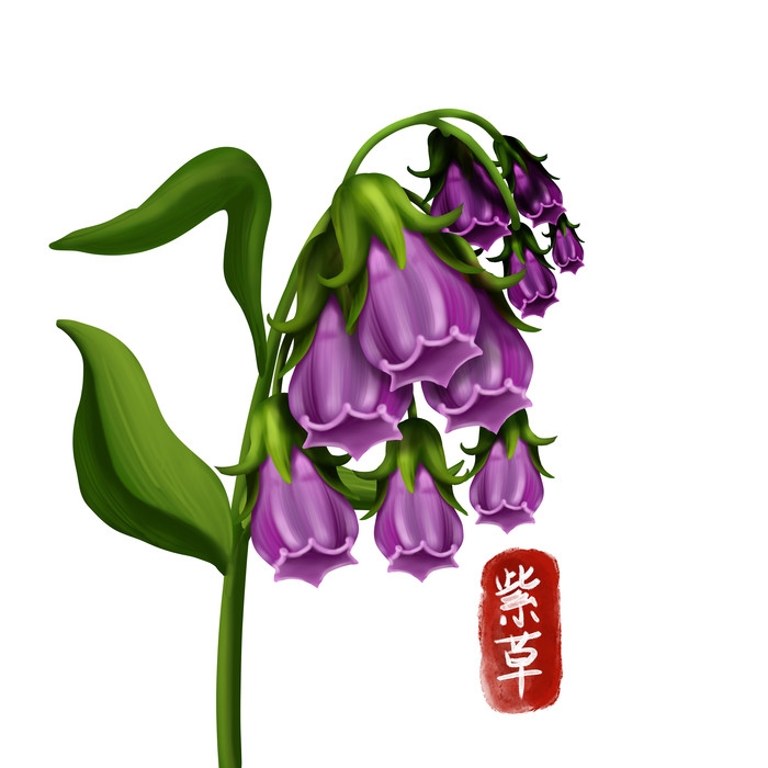 手绘百草植物免抠元素素材37