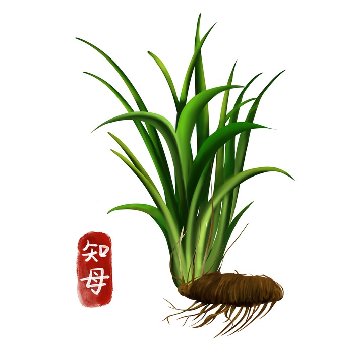 手绘百草植物免抠元素素材19
