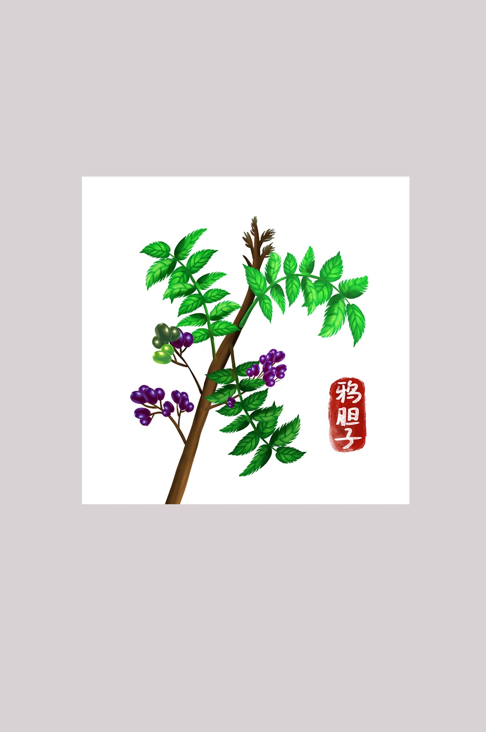 手绘百草植物免抠元素素材81
