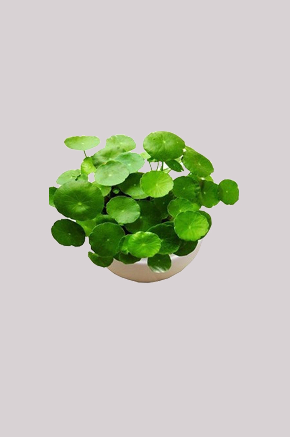 铜钱草盆栽免抠素材元素42
