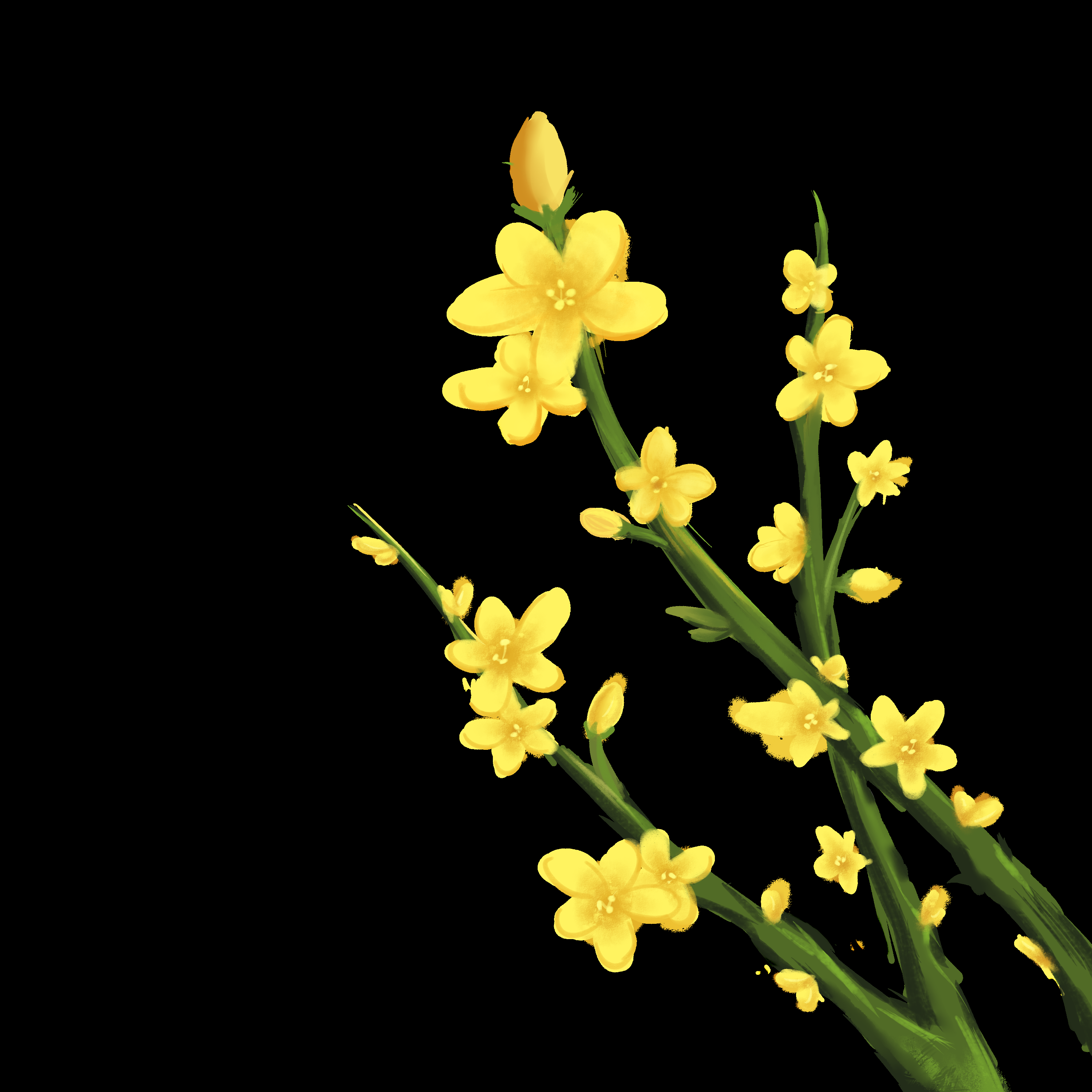 迎春花免抠元素42