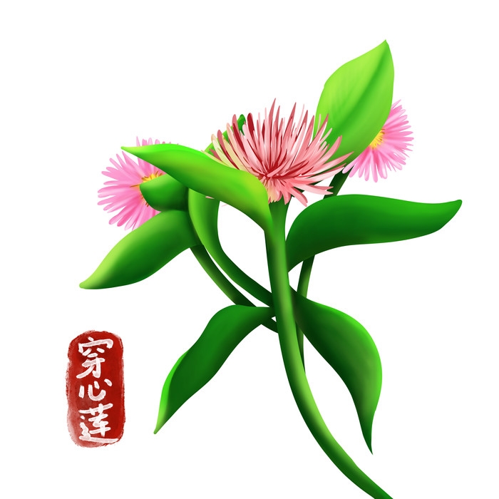 手绘百草植物免抠元素素材42