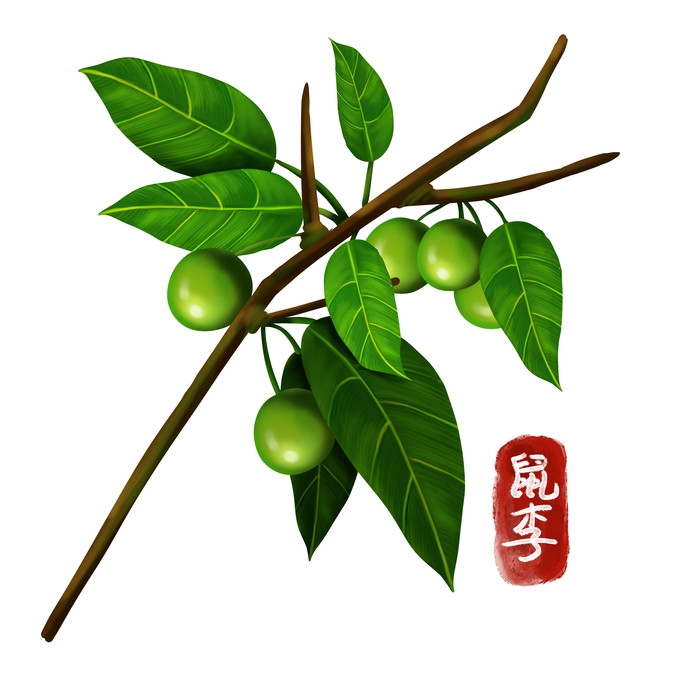 手绘百草植物免抠元素素材22