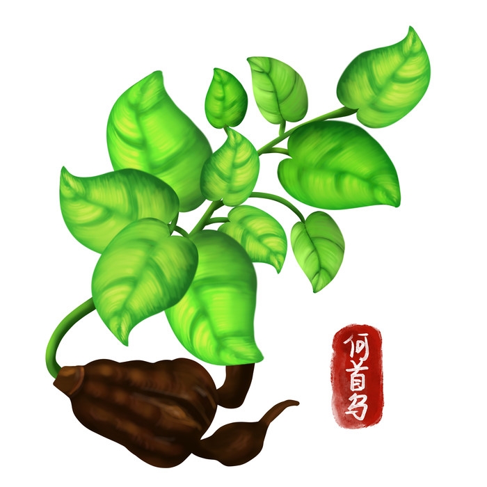手绘百草植物免抠元素素材36