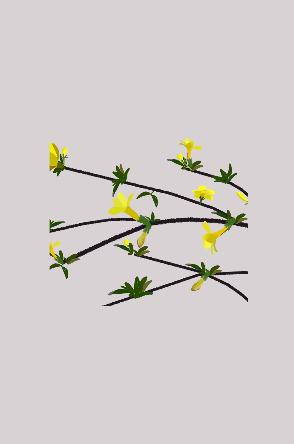 迎春花免抠元素15
