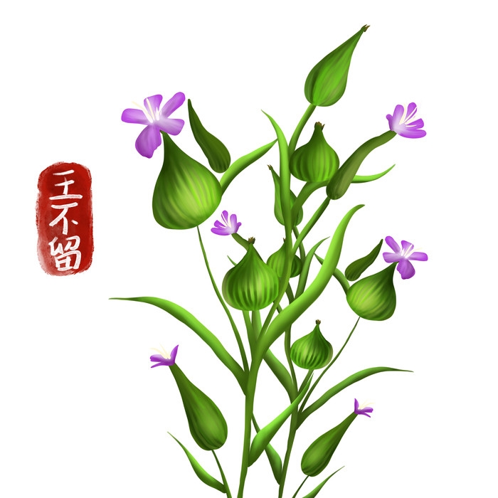 手绘百草植物免抠元素素材75