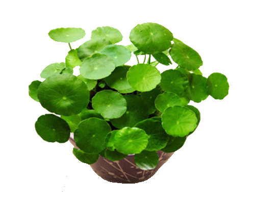 铜钱草盆栽免抠素材元素43