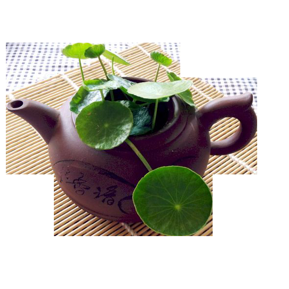 铜钱草盆栽免抠素材元素31