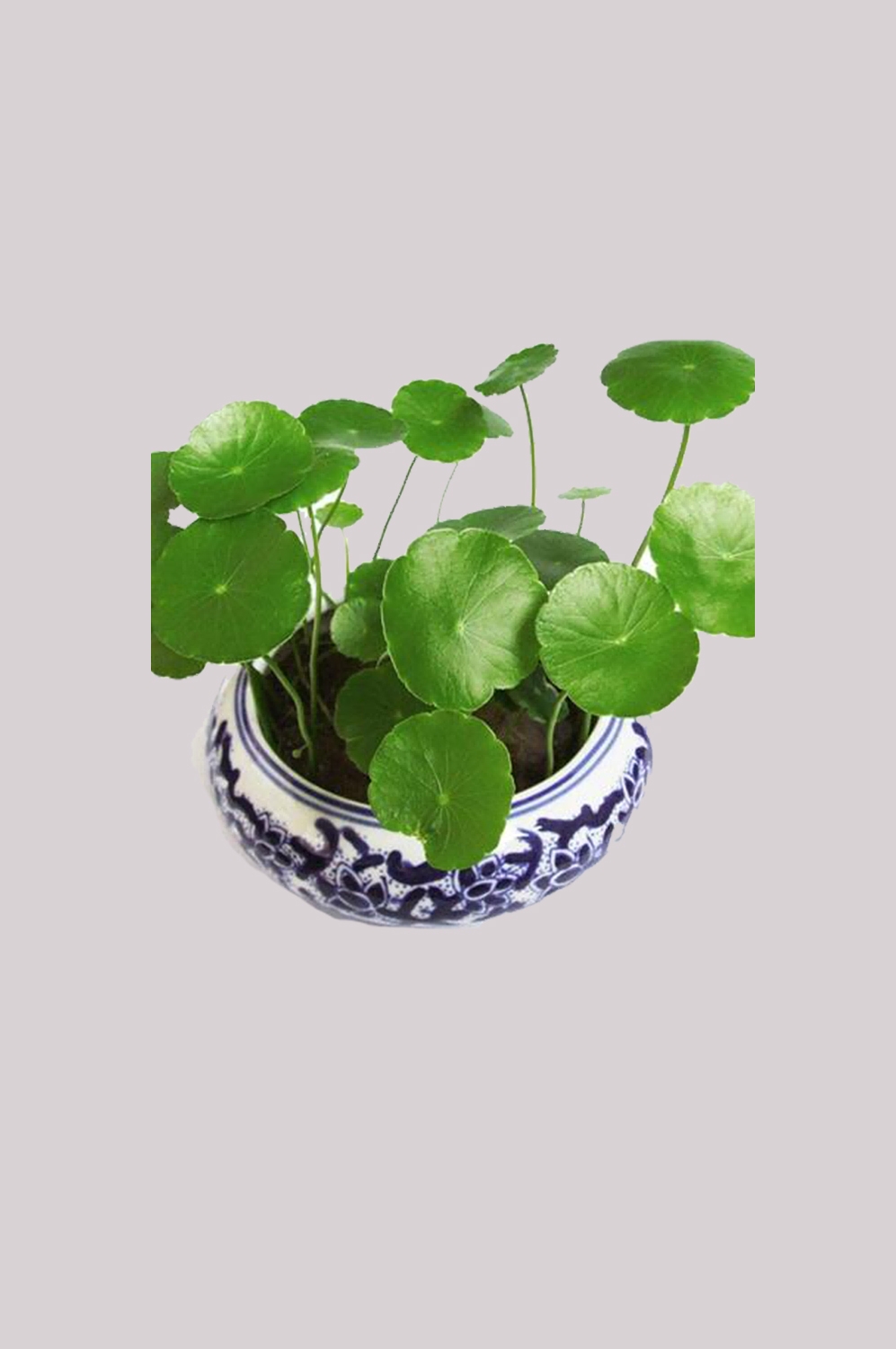 铜钱草盆栽免抠素材元素2
