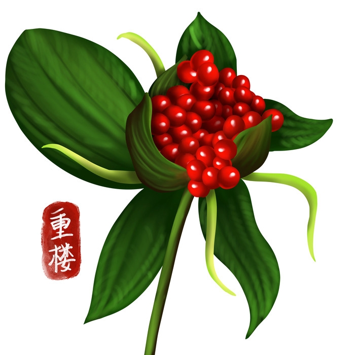 手绘百草植物免抠元素素材34