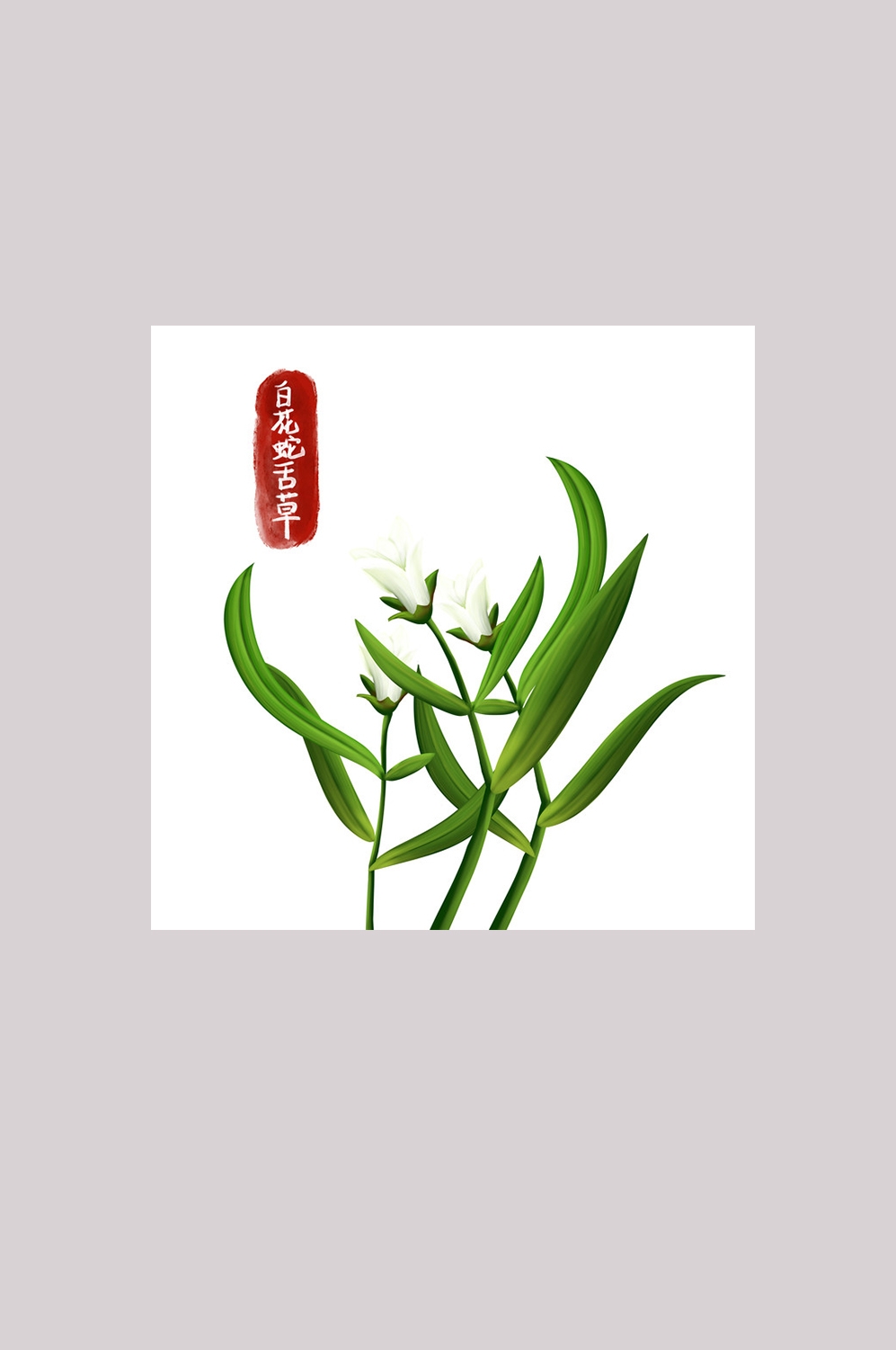 手绘百草植物免抠元素素材29