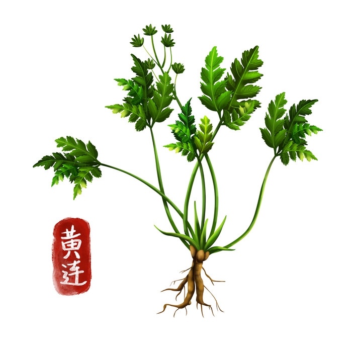 手绘百草植物免抠元素素材33
