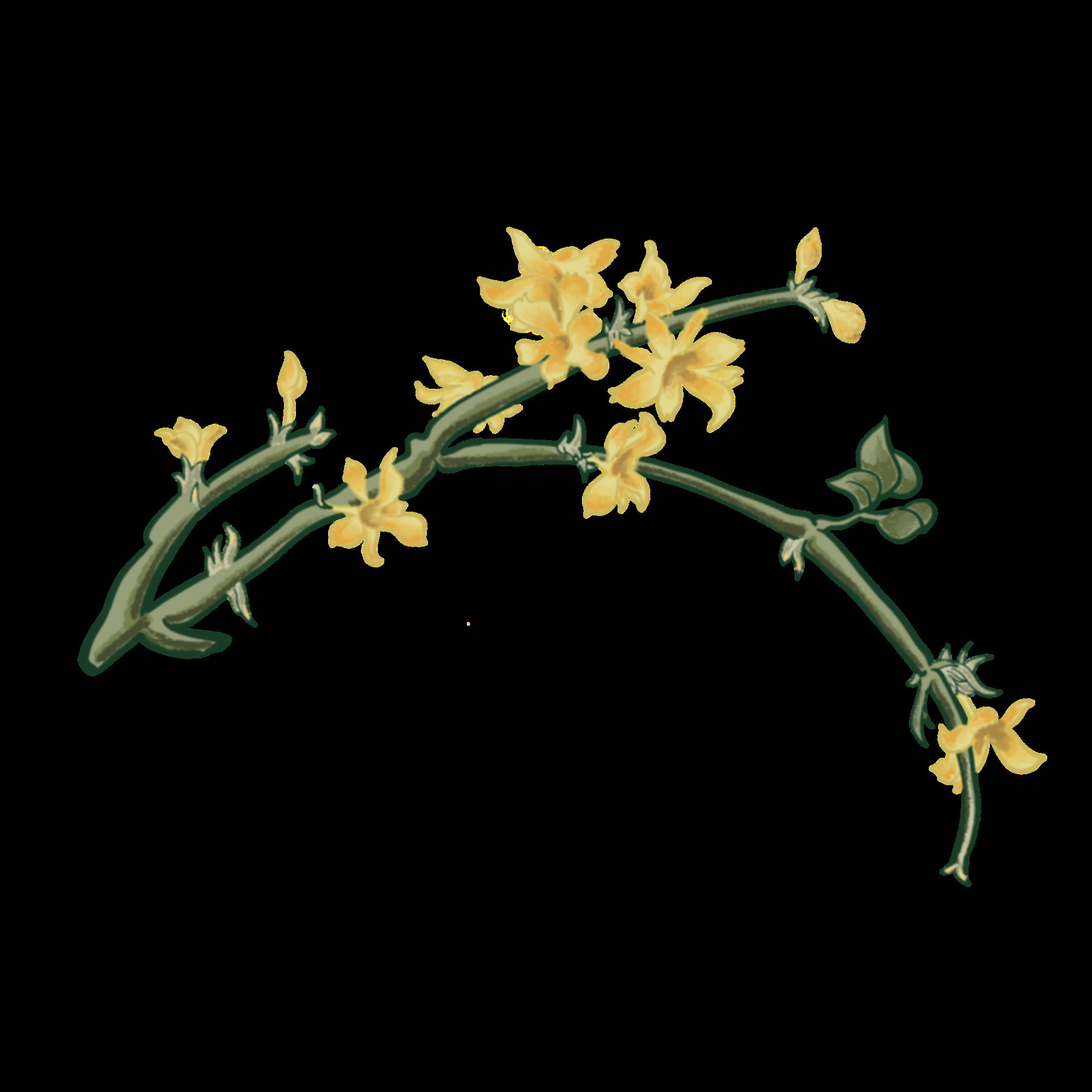 迎春花免抠元素11