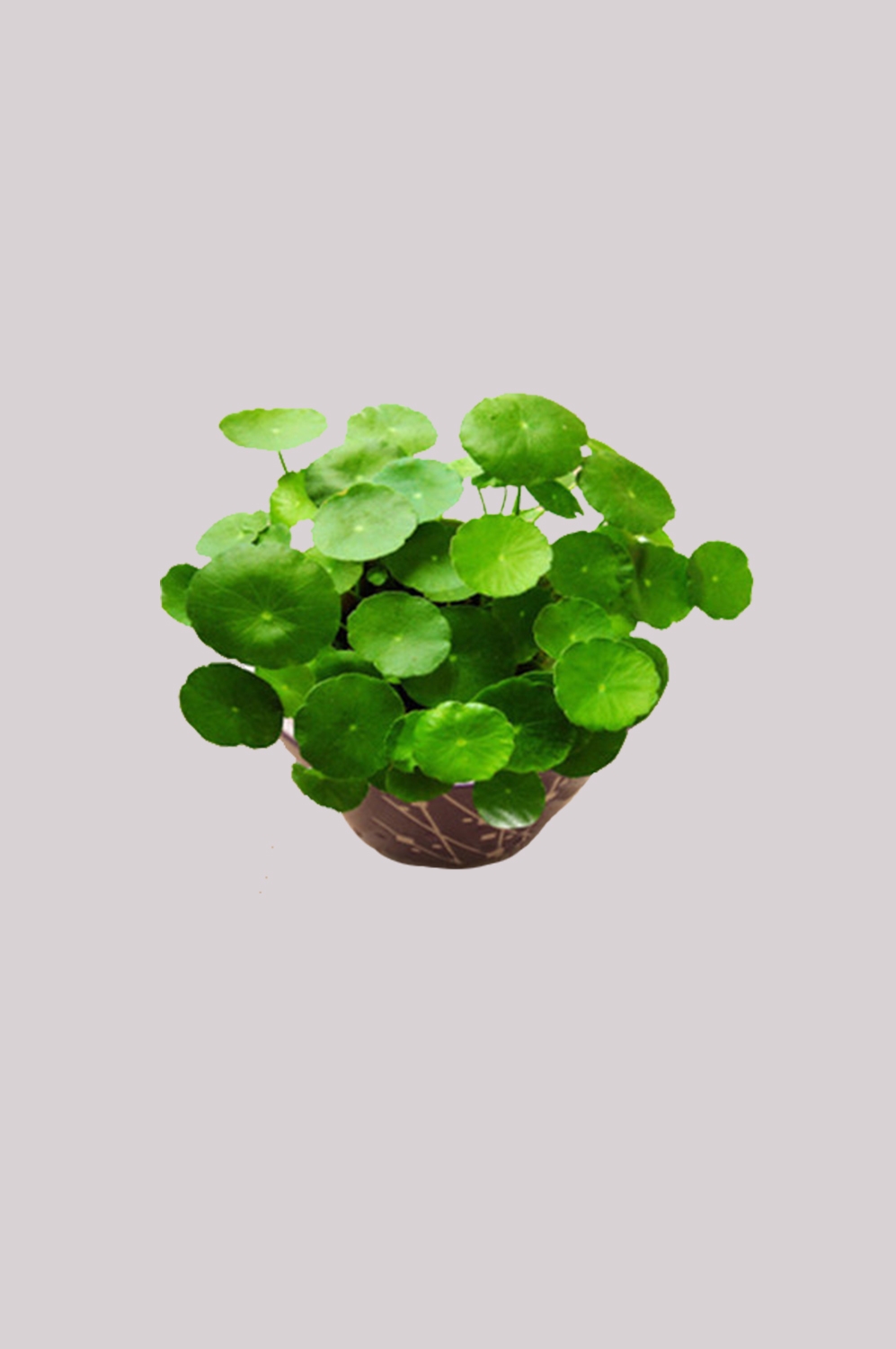 铜钱草盆栽免抠素材元素43
