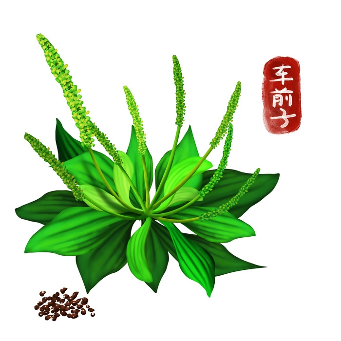 手绘百草植物免抠元素素材71