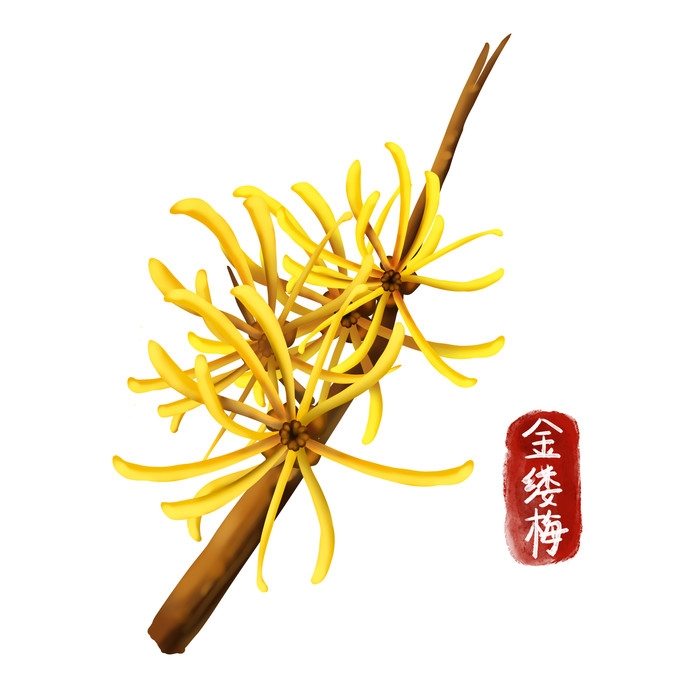 手绘百草植物免抠元素素材26