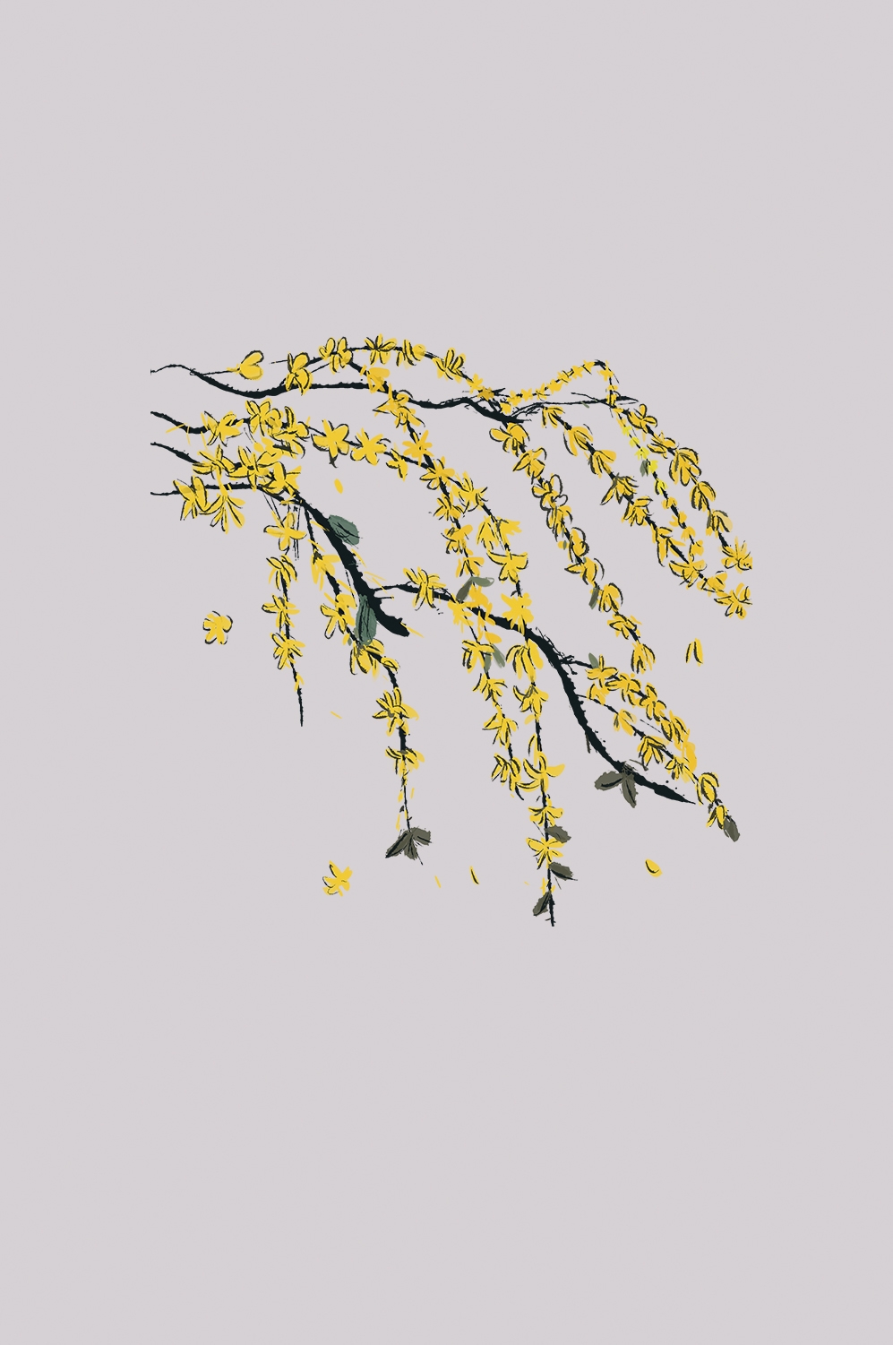 迎春花免抠元素36