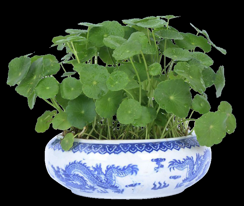 铜钱草盆栽免抠素材元素37