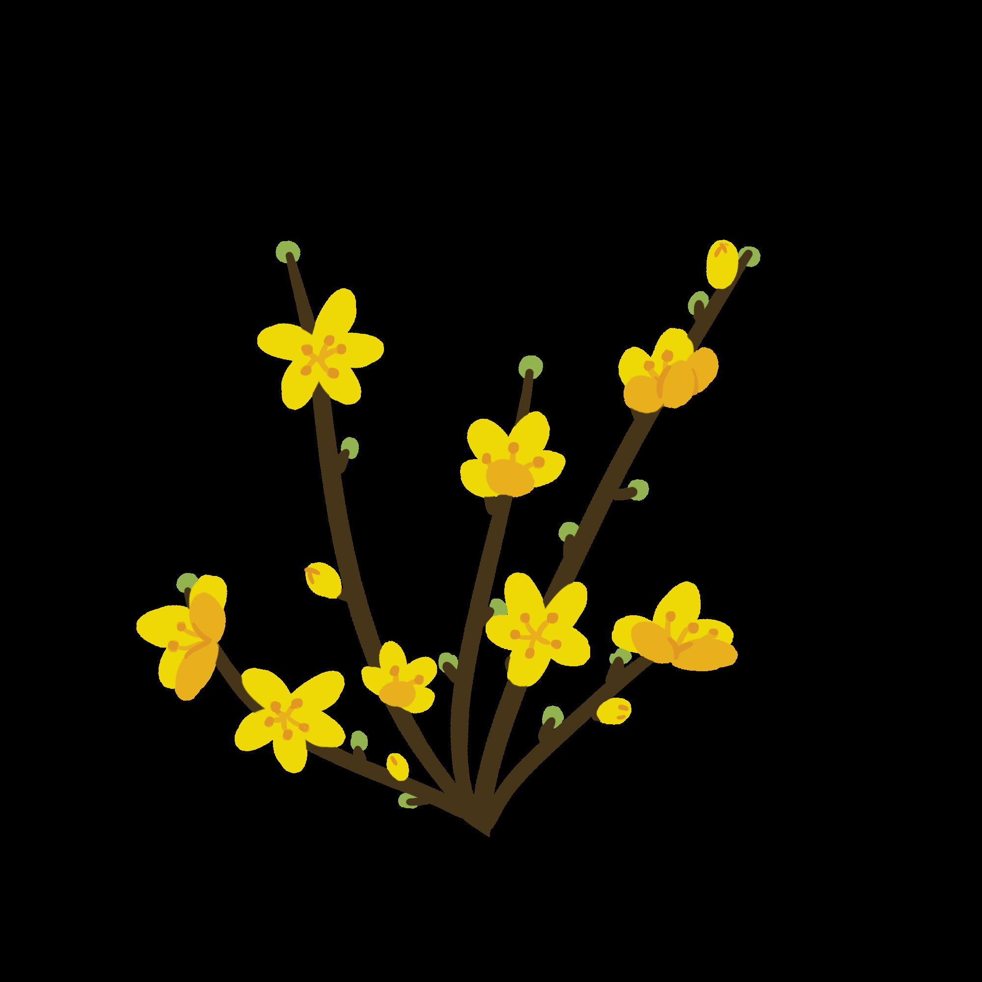 迎春花免抠元素17