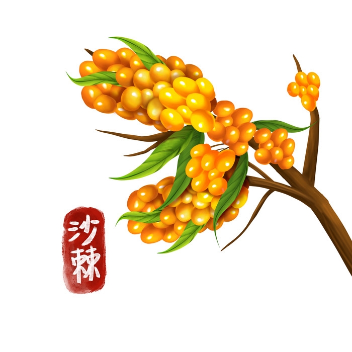 手绘百草植物免抠元素素材45