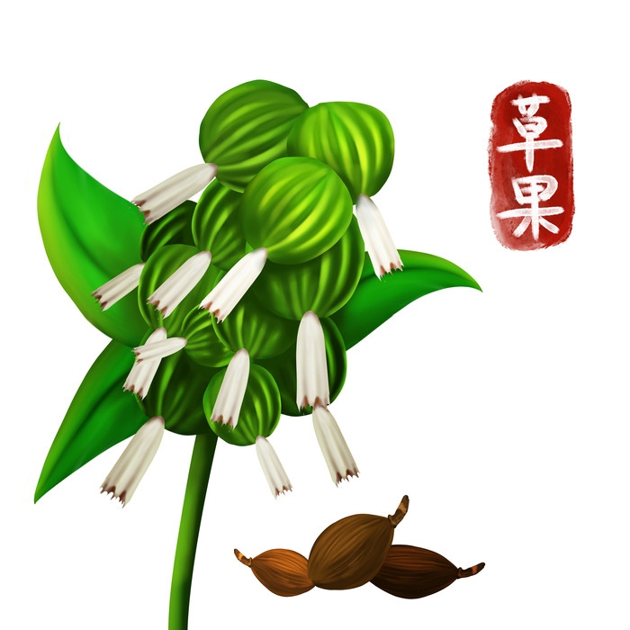 手绘百草植物免抠元素素材46