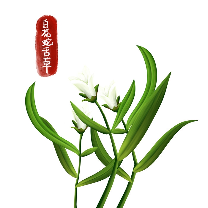 手绘百草植物免抠元素素材29