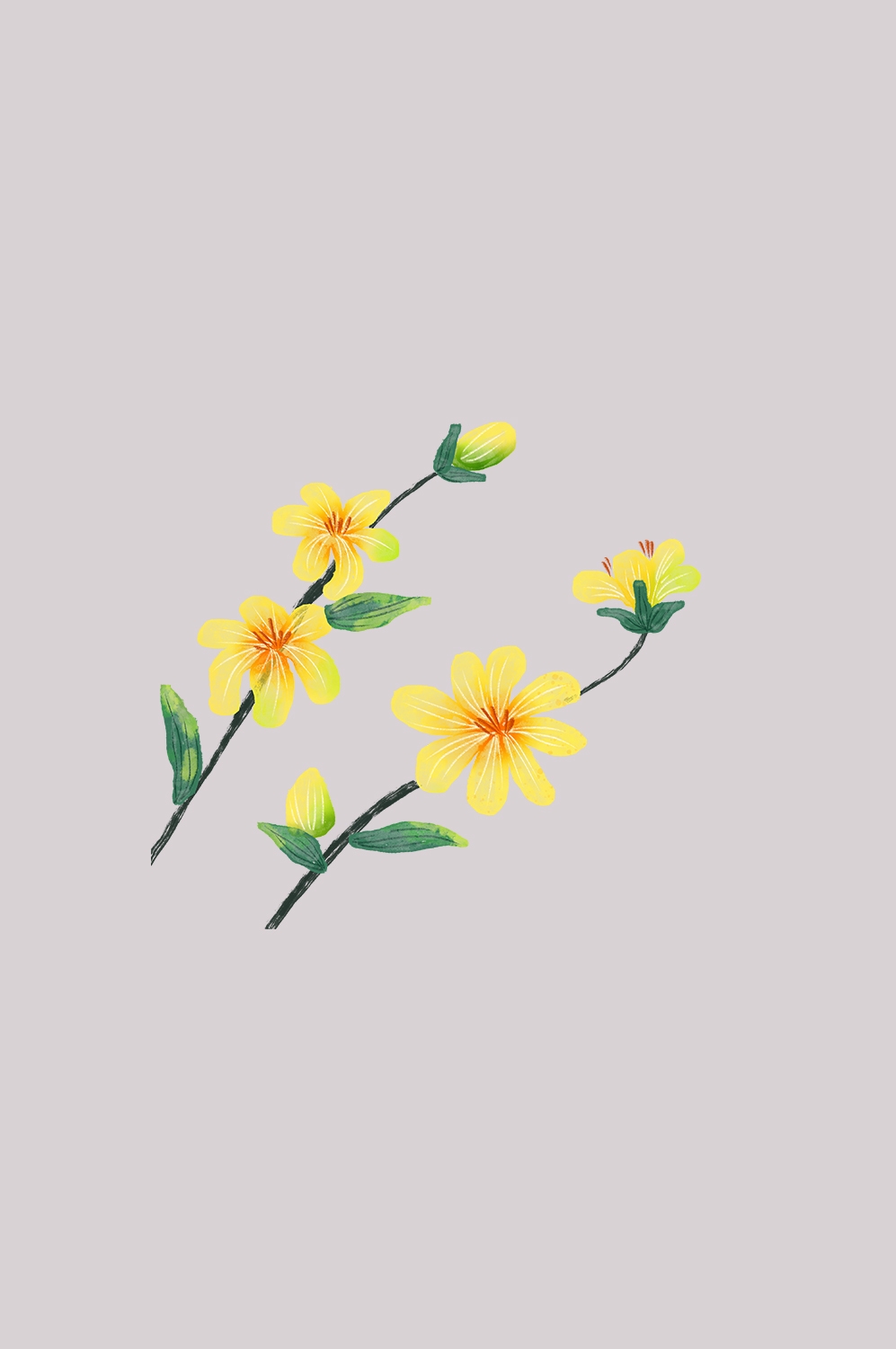 迎春花免抠元素2