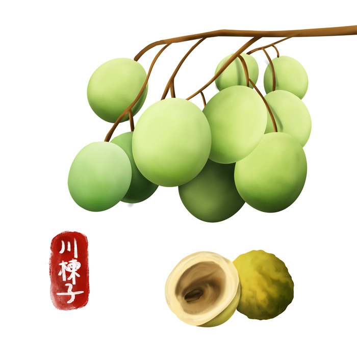 手绘百草植物免抠元素素材56