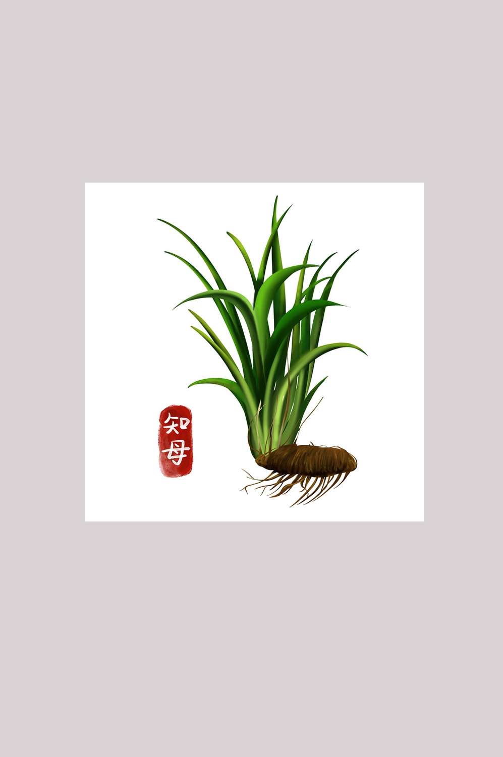 手绘百草植物免抠元素素材19