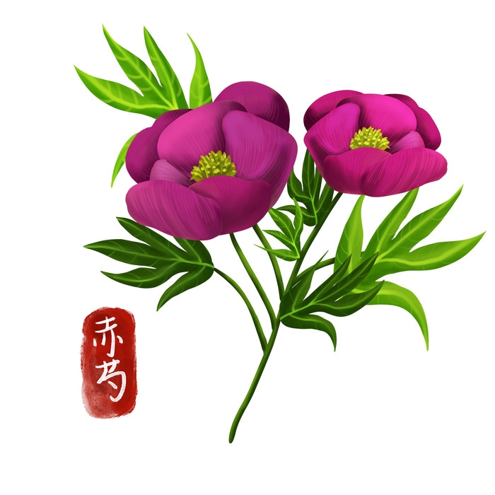 手绘百草植物免抠元素素材24