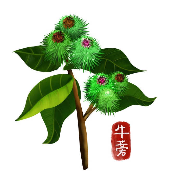 手绘百草植物免抠元素素材27