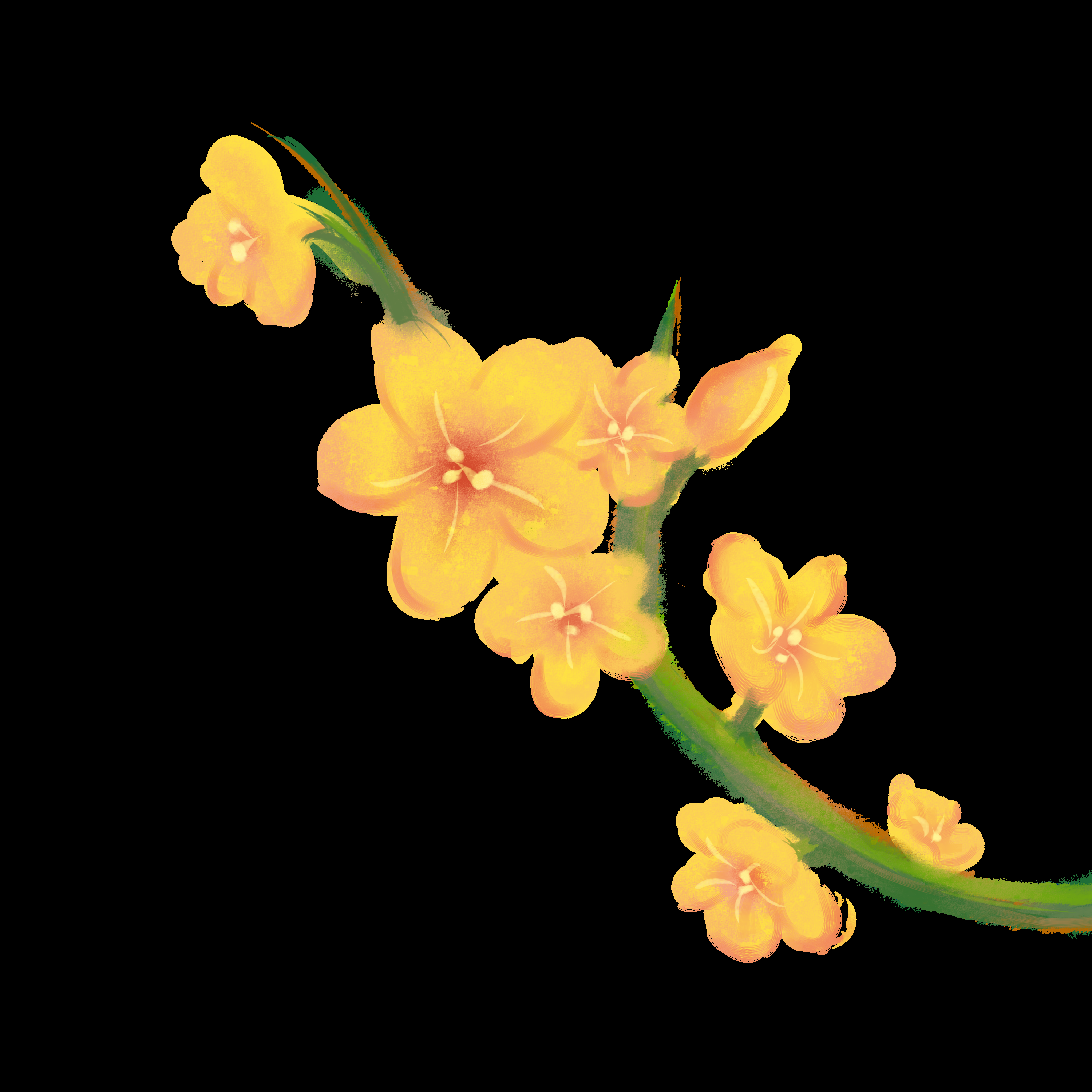 迎春花免抠元素43