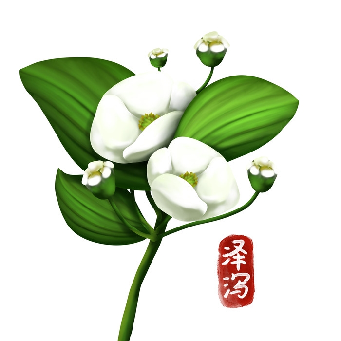 手绘百草植物免抠元素素材23